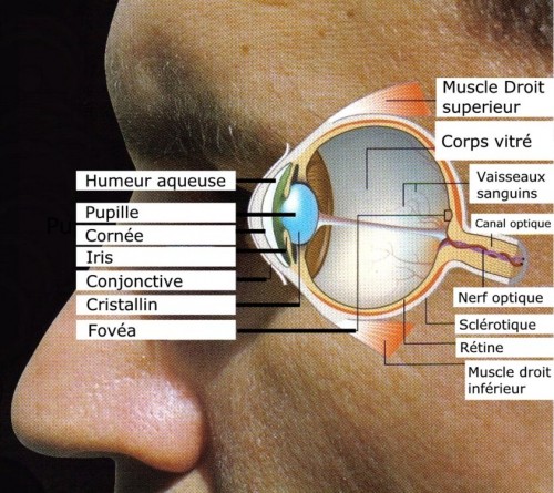 ProtectEye0.jpg